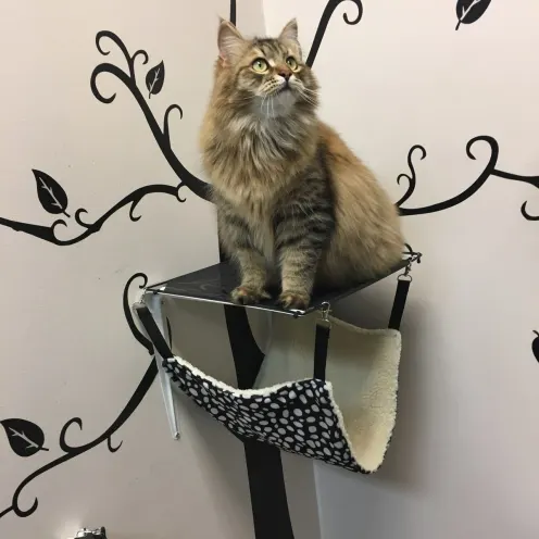 Cat on cat tree in boarding area at Windhaven Veterinary Hospital